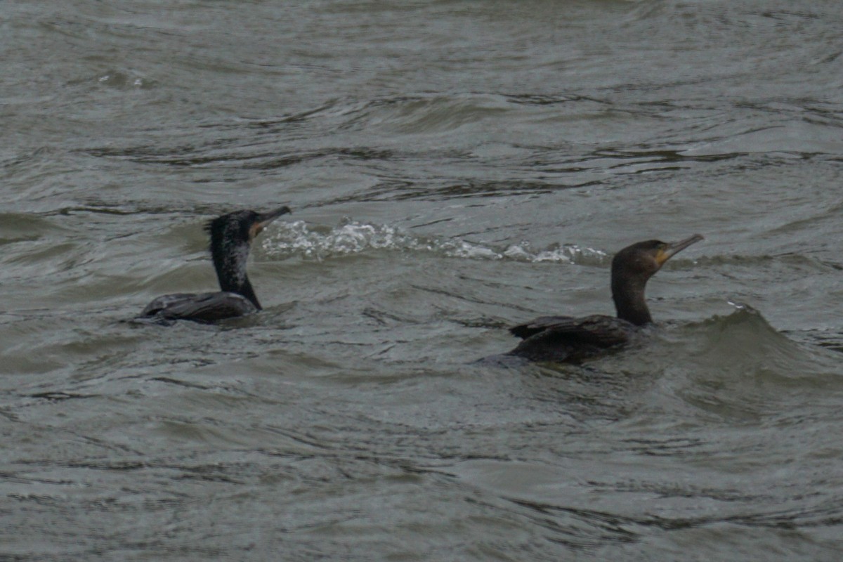 Great Cormorant - ML557214381