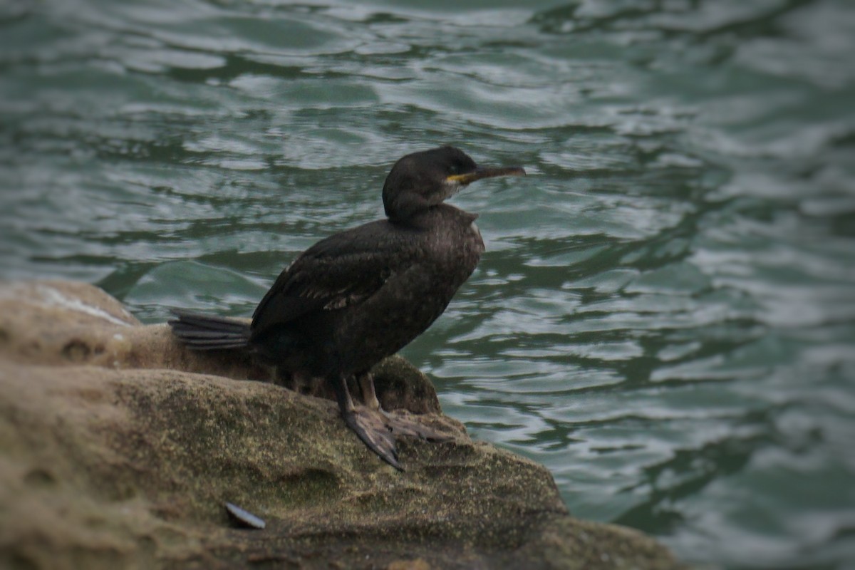 Cormorán Moñudo - ML557214391