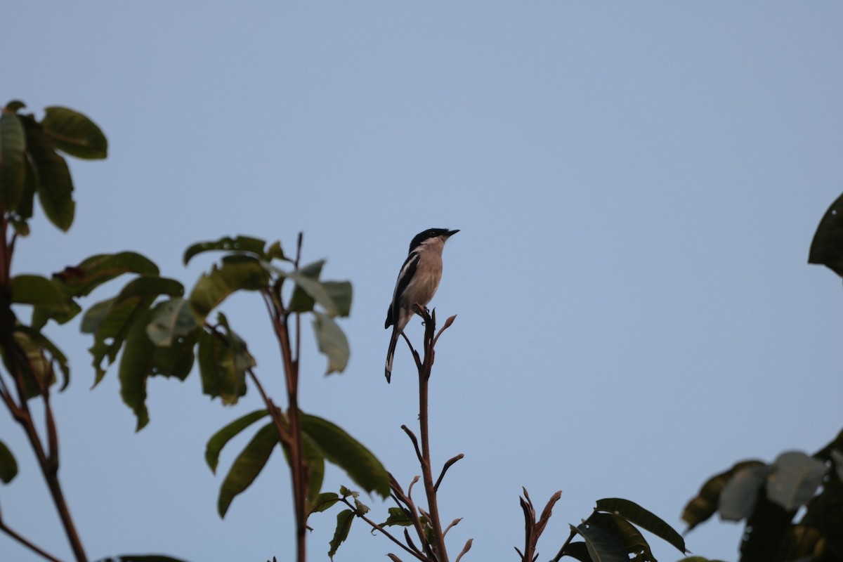 Bar-winged Flycatcher-shrike - ML557214831