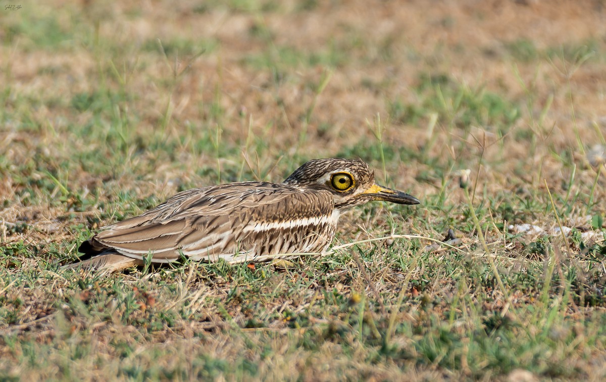 Indian Thick-knee - ML557215391