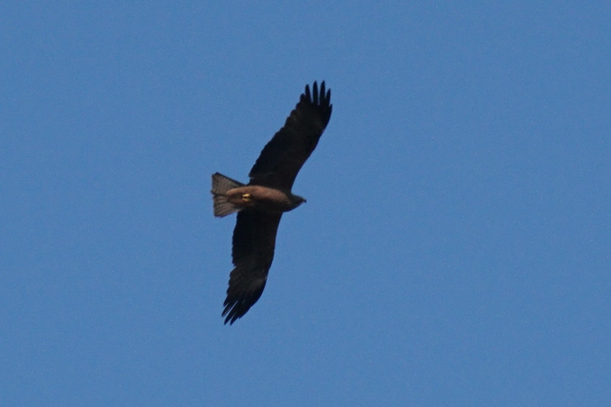 黑鳶 - ML557216741