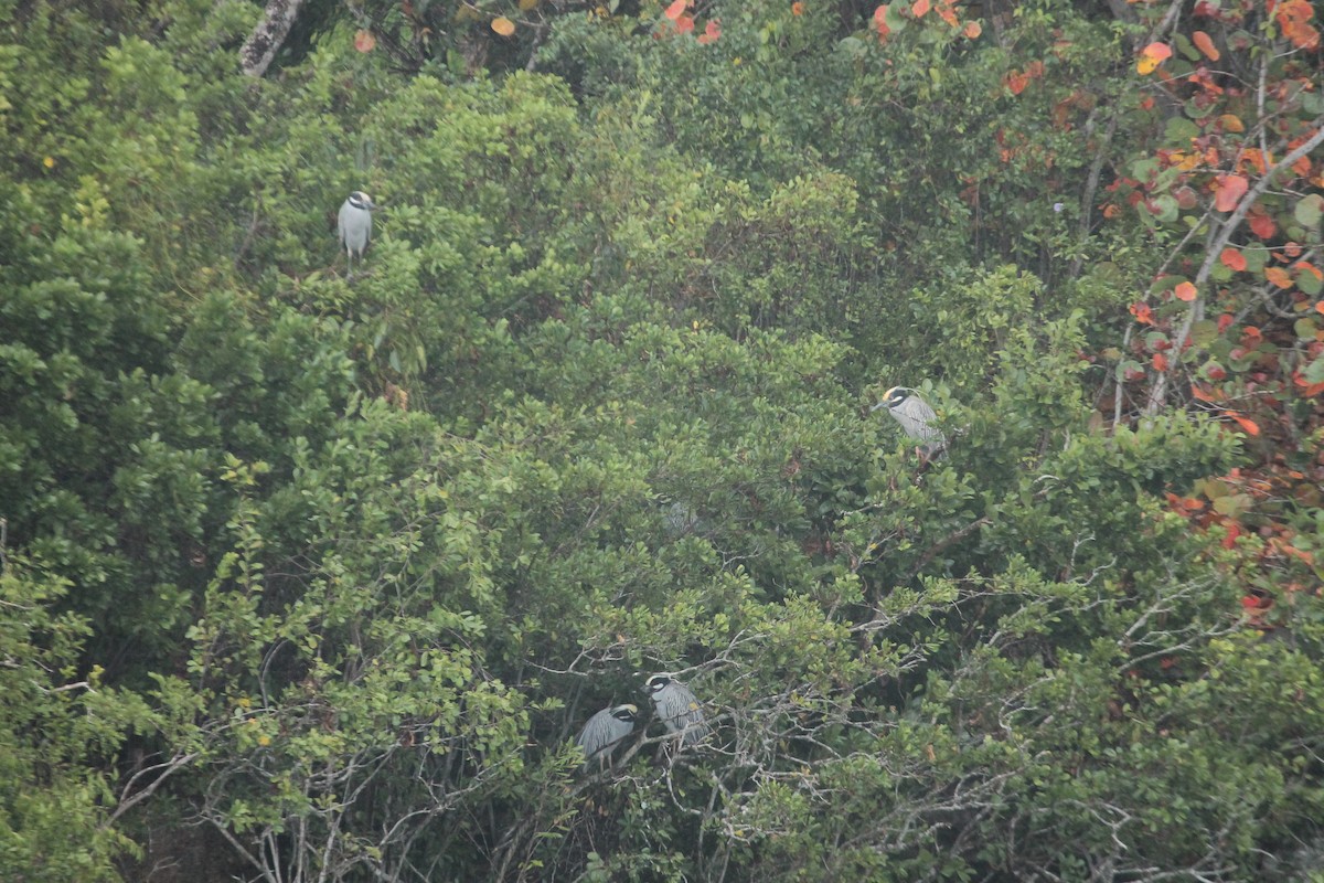 Yellow-crowned Night Heron - ML557216751