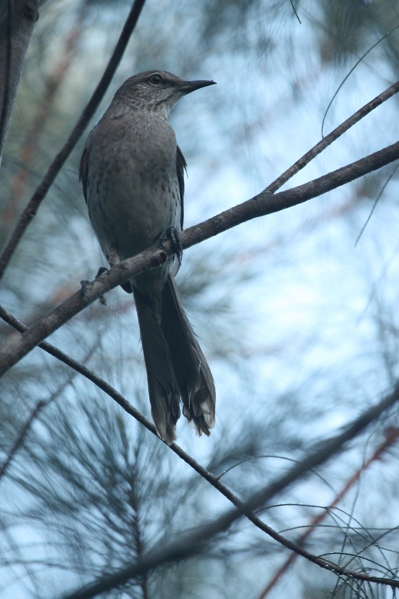 Bahama Mockingbird - ML557217761