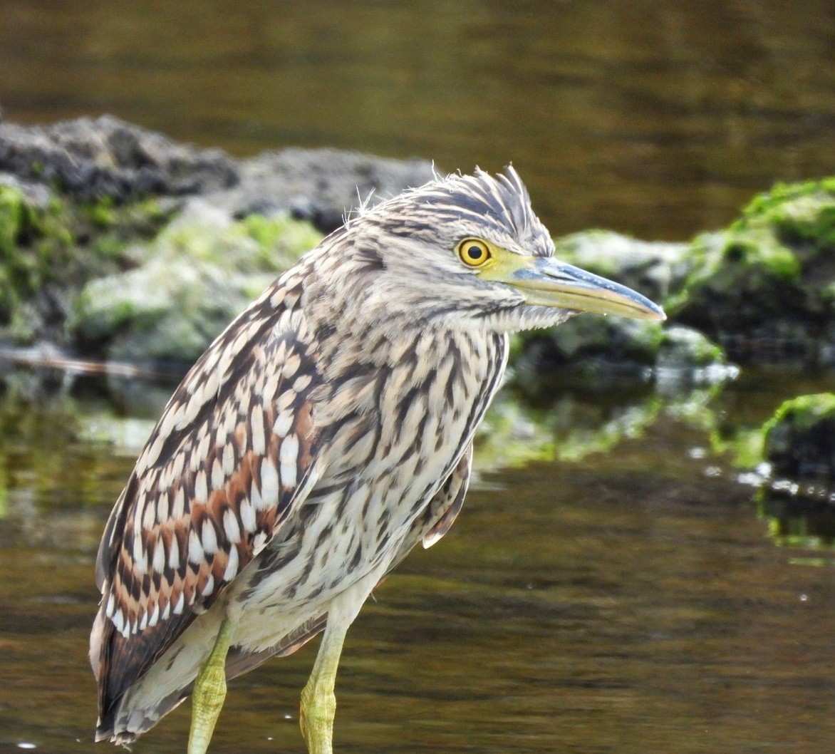 Nankeen Night Heron - Julie Mclennan