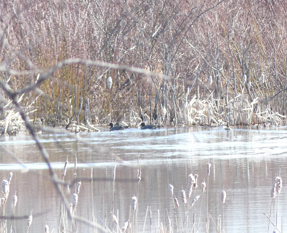 Green-winged Teal - ML557217971