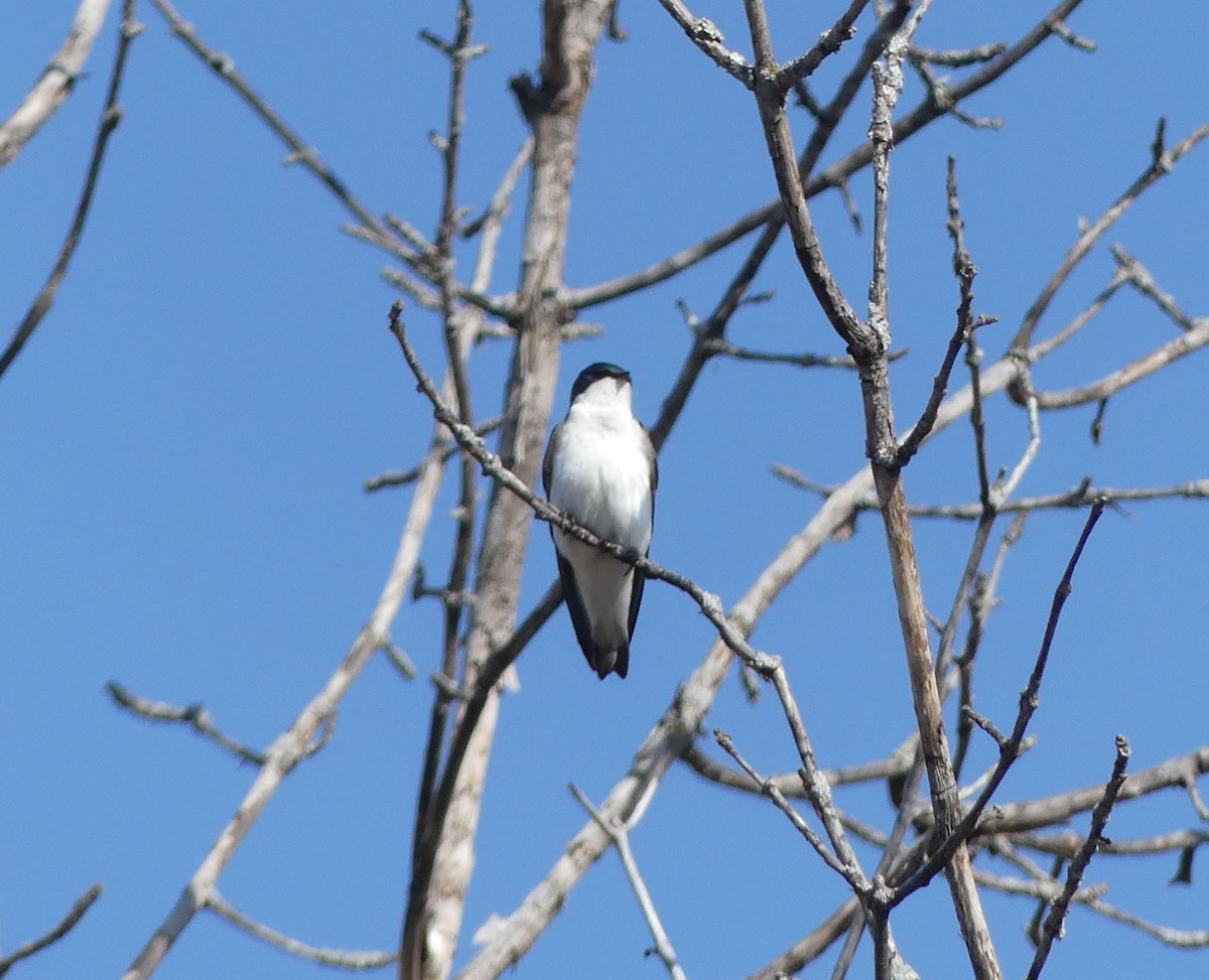 Golondrina Bicolor - ML557218051