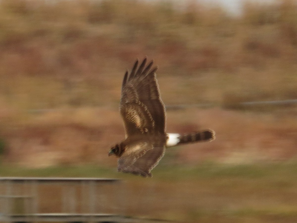 Northern Harrier - Port of Baltimore