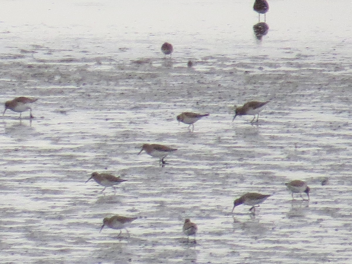 White-rumped Sandpiper - ML557219421