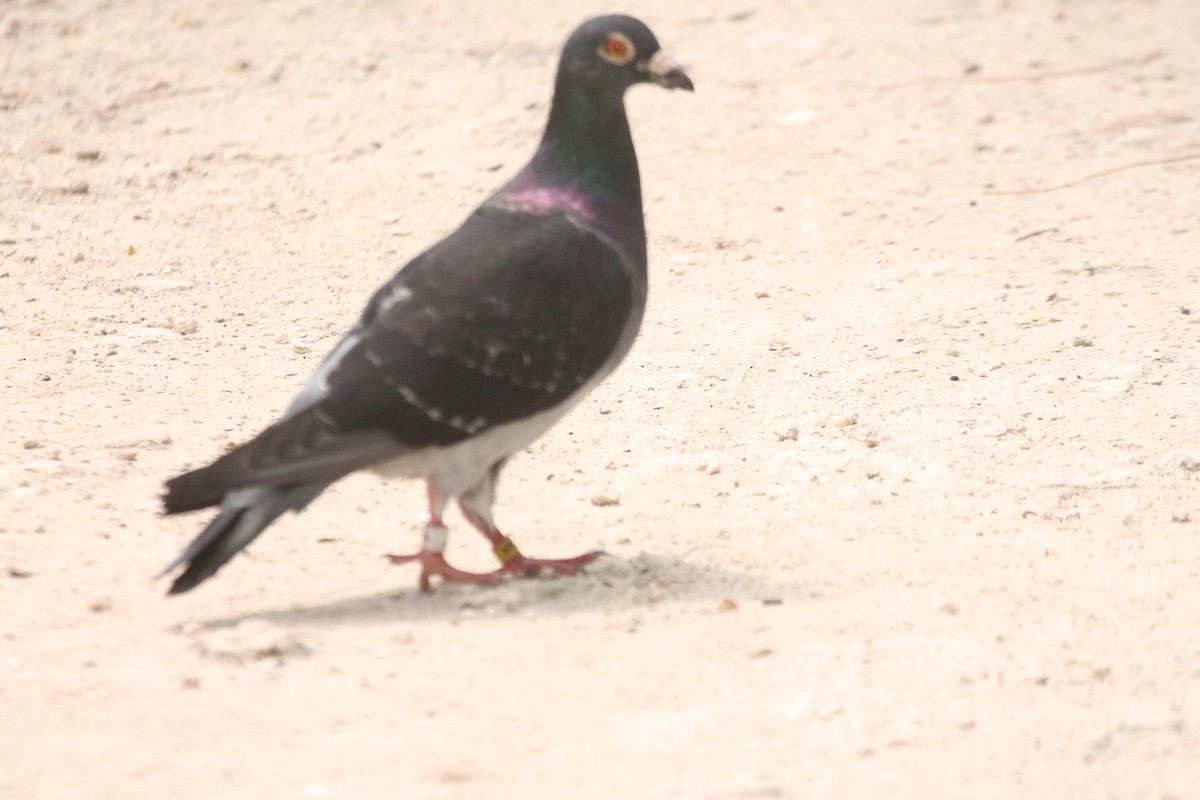 Rock Pigeon (Feral Pigeon) - Ancilleno  Davis