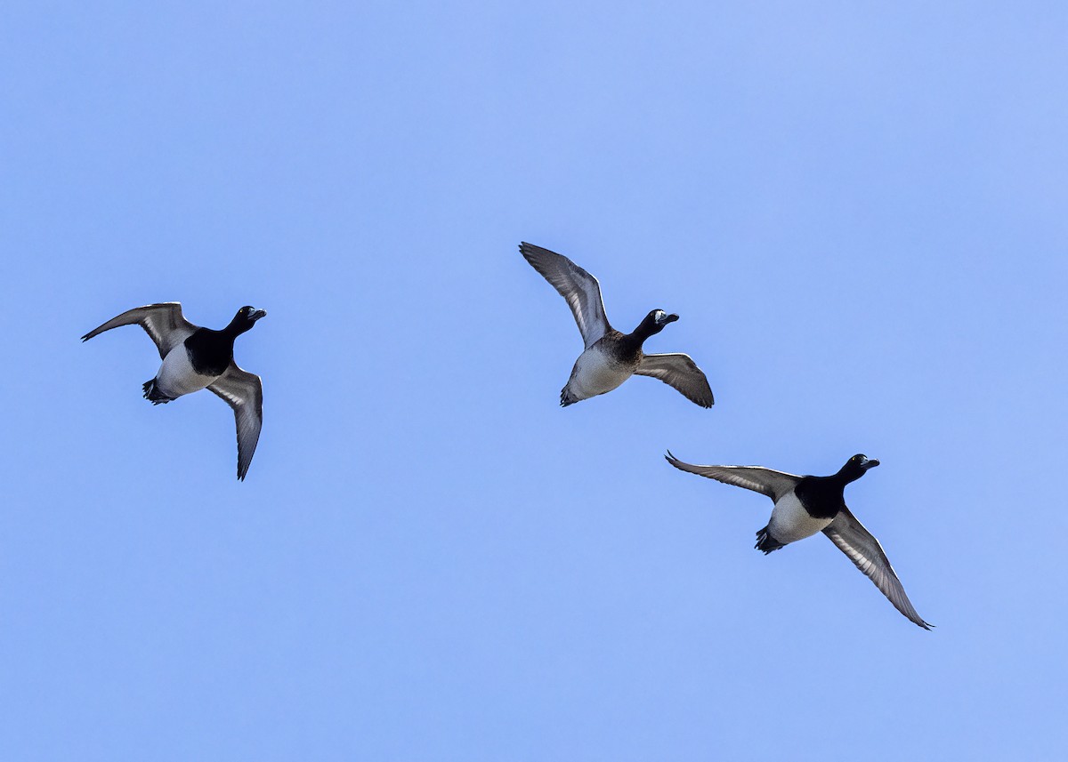 Greater Scaup - ML557219581