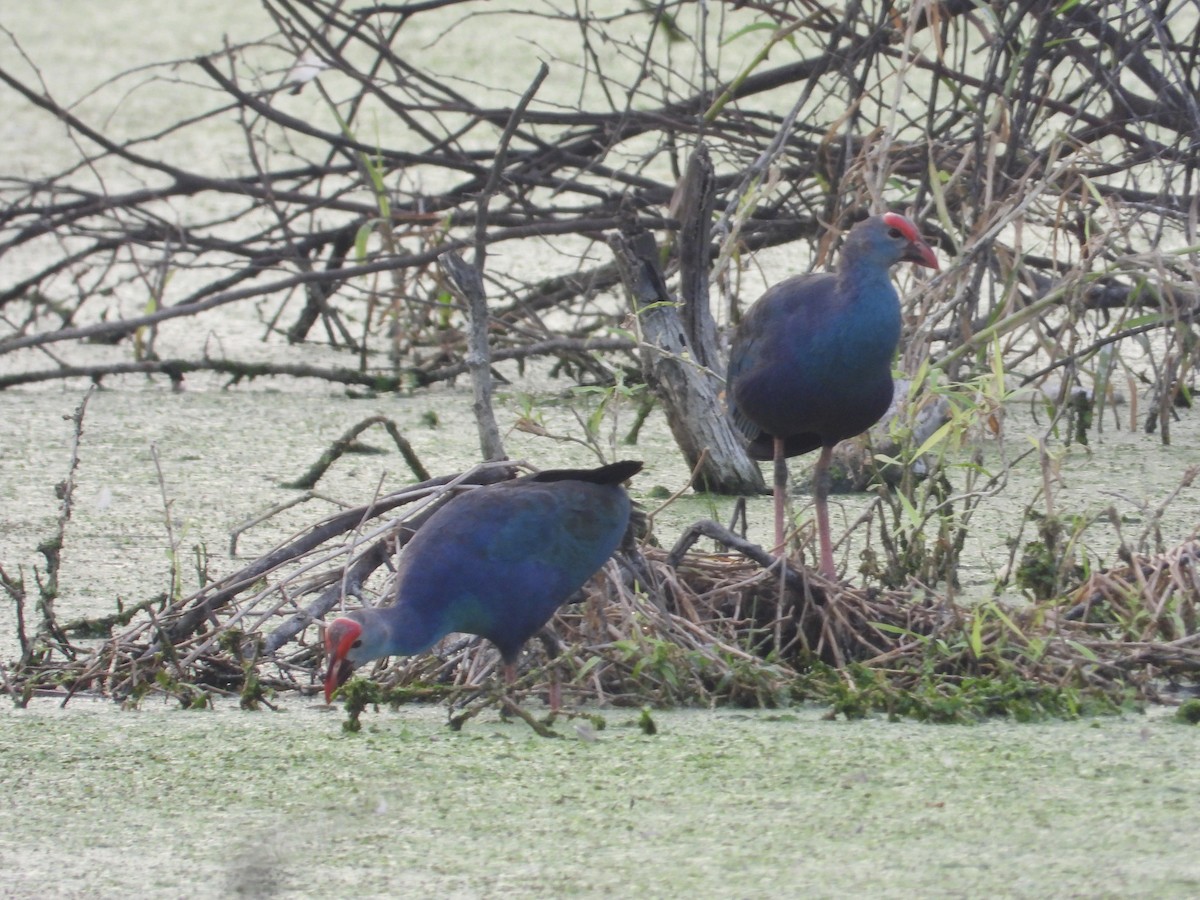 Gray-headed Swamphen - ML557220901