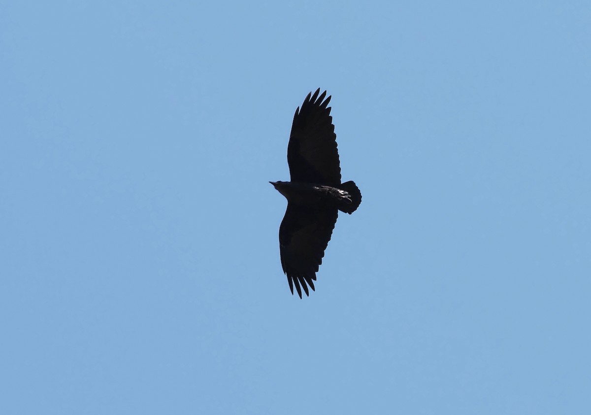 Fan-tailed Raven - ML557221431