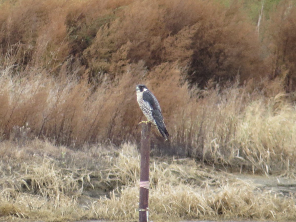 Halcón Peregrino - ML557221451