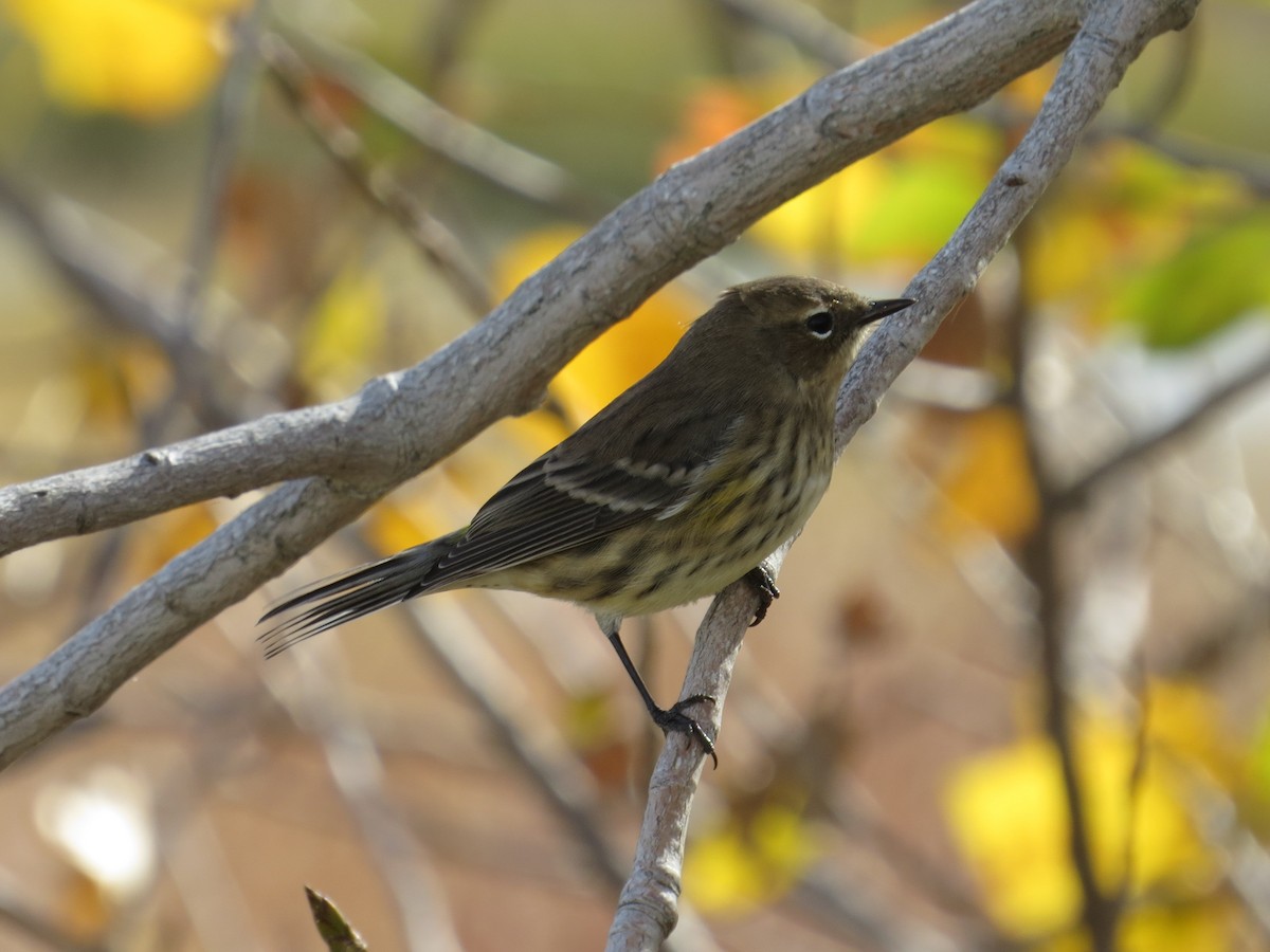 Yellow-rumped Warbler (Myrtle) - ML557221711