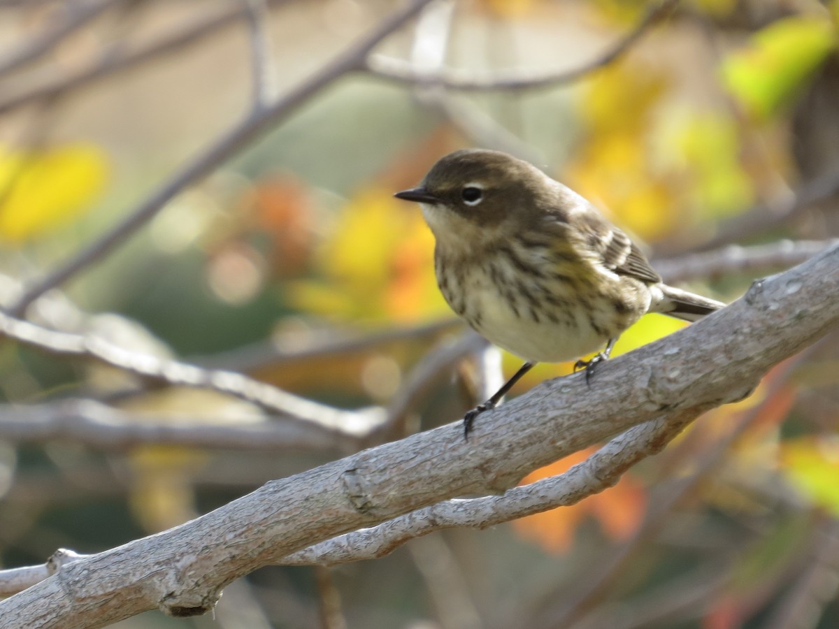 Reinita Coronada (coronata) - ML557221721