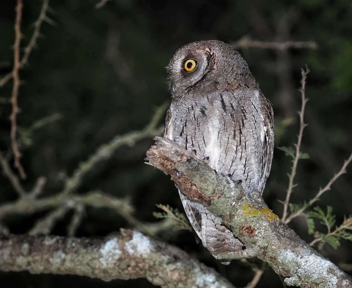 Arabian Scops-Owl - ML557221761