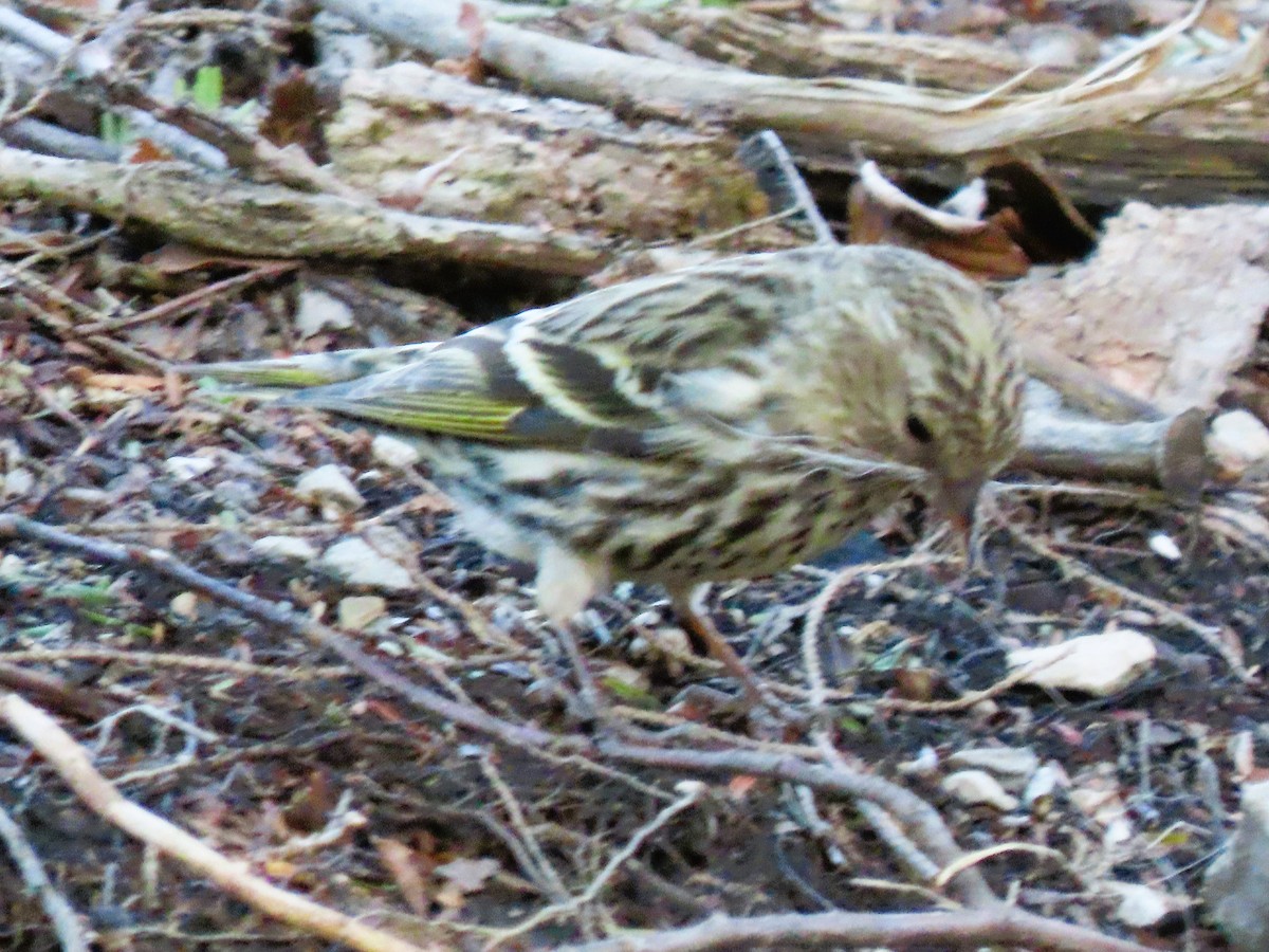 Pine Siskin - ML557221861