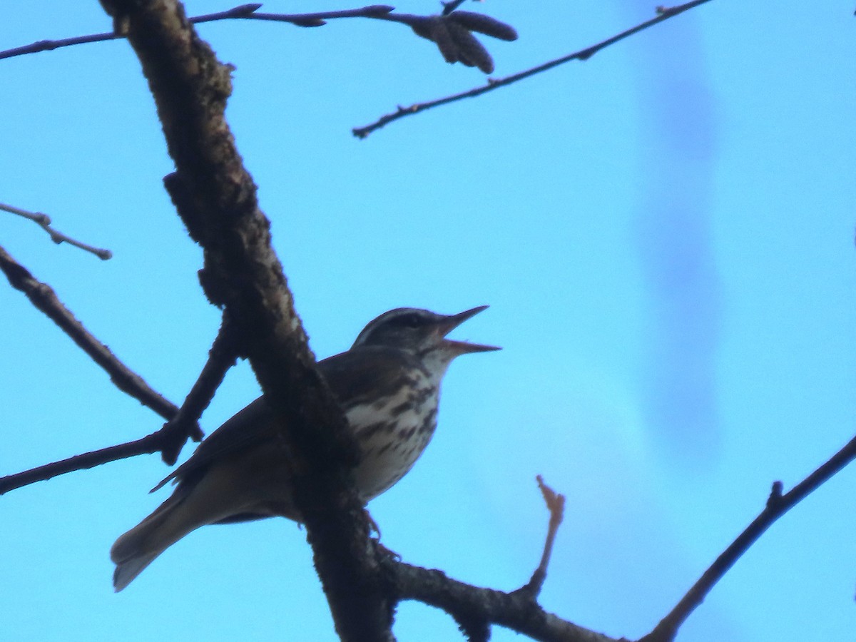 Louisiana Waterthrush - ML557222041