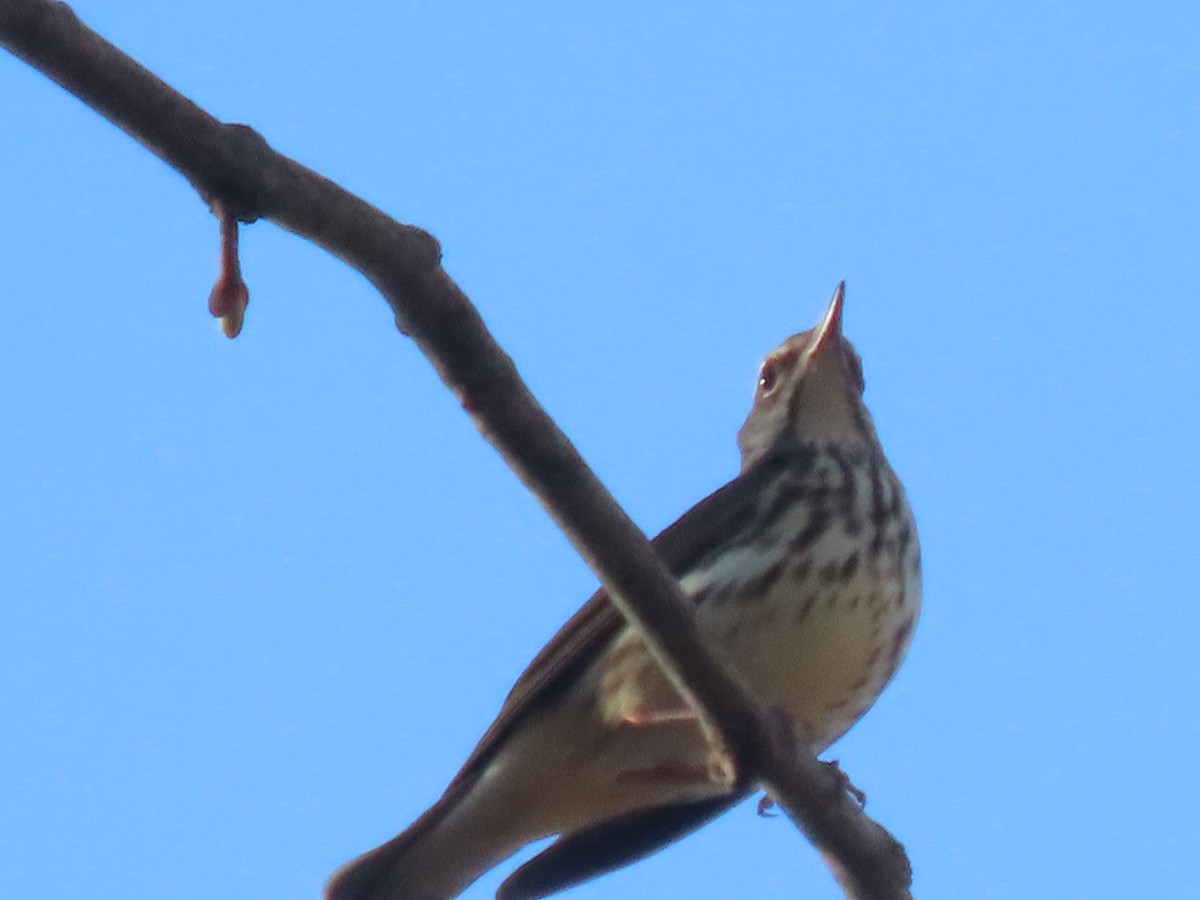 Louisiana Waterthrush - ML557222051