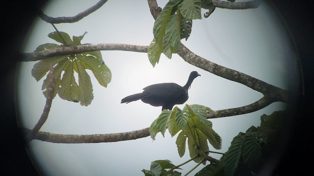 Wattled Guan - ML557222861