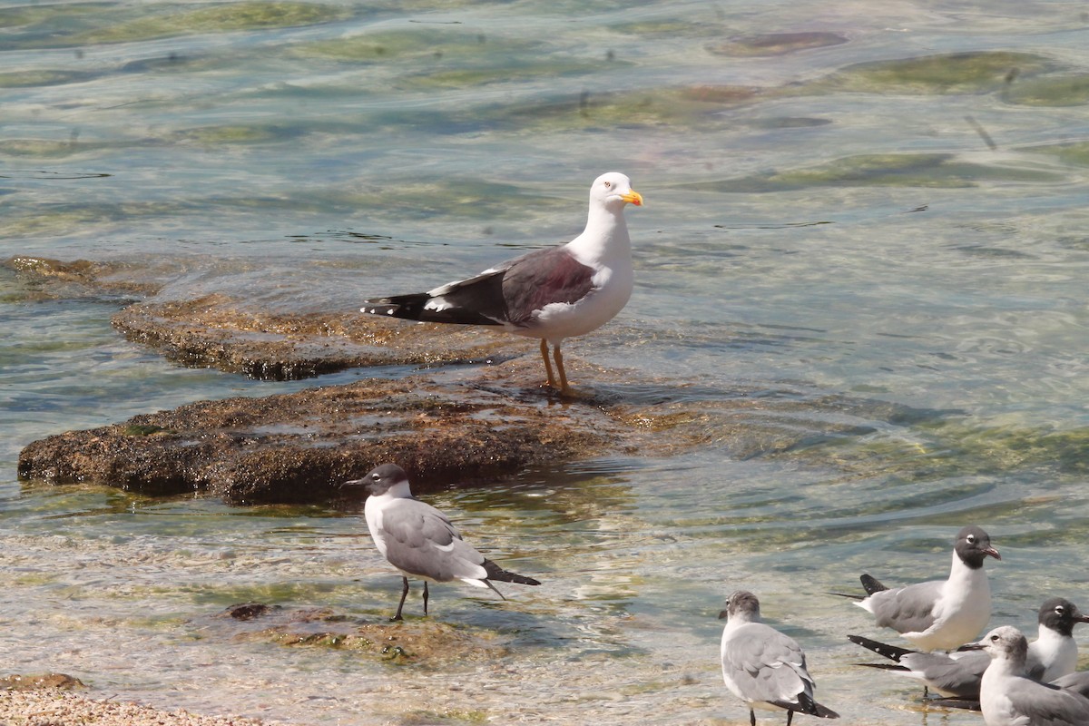 Lesser Black-backed Gull - ML557223051