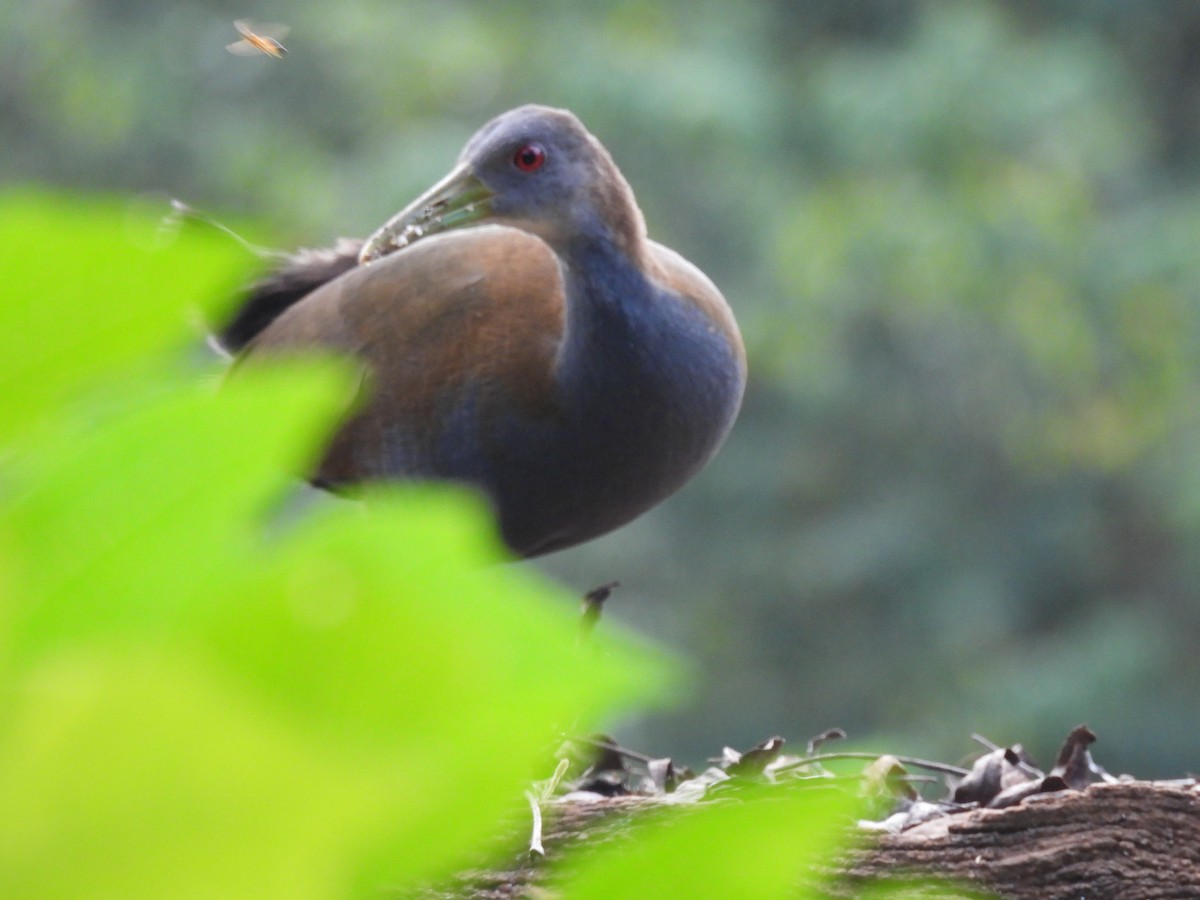 Slaty-breasted Wood-Rail - ML557223211