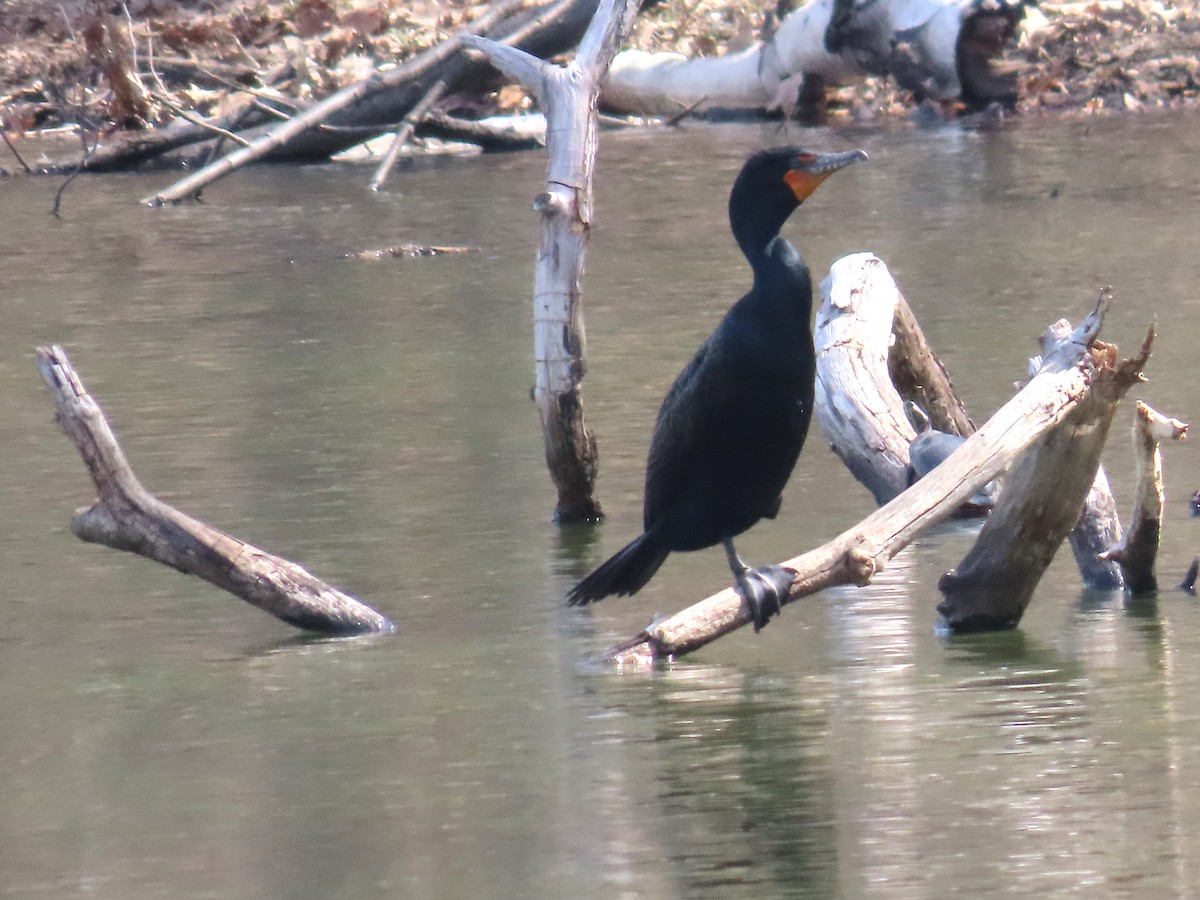 Double-crested Cormorant - ML557223341