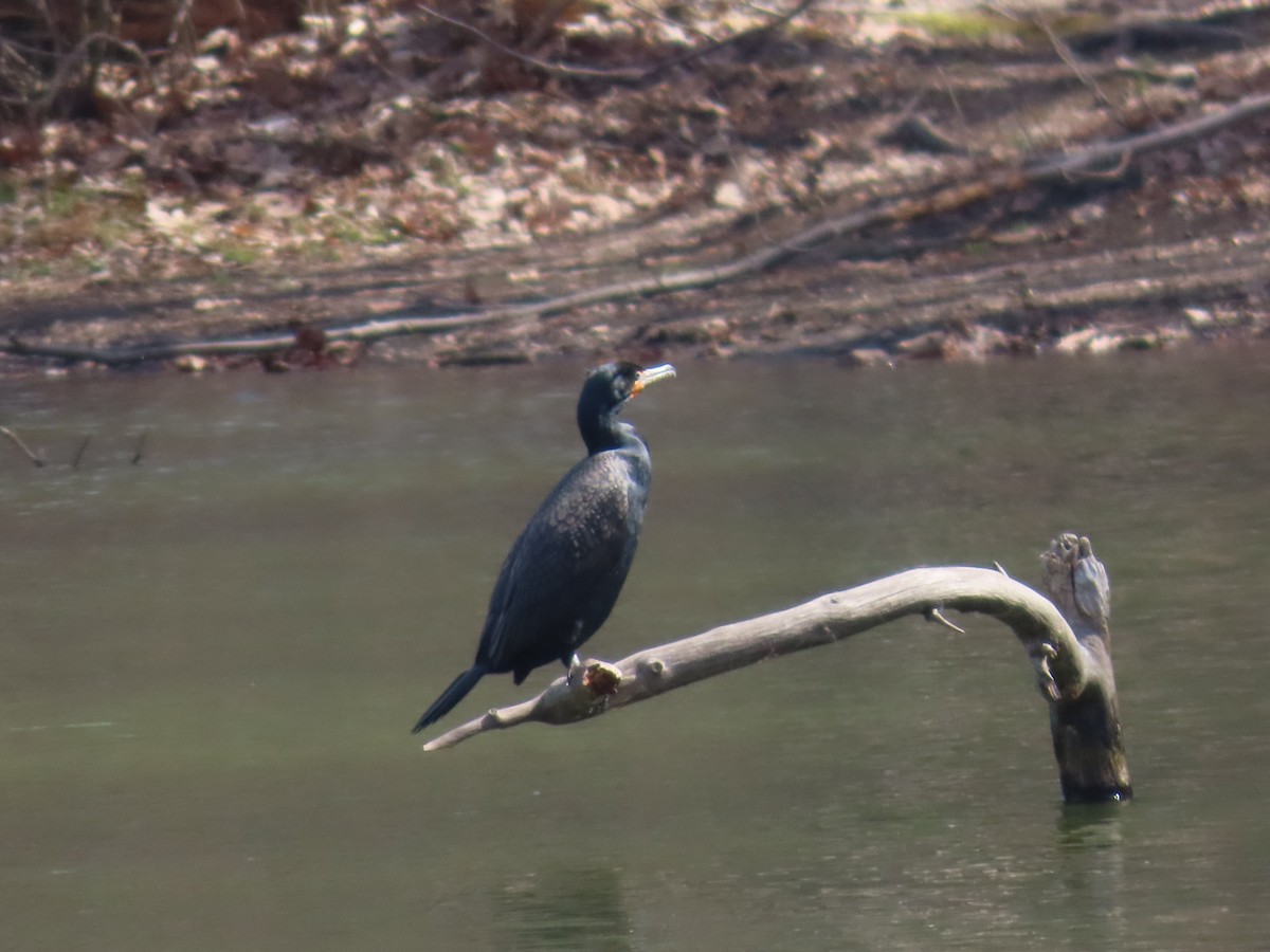 Double-crested Cormorant - ML557223351