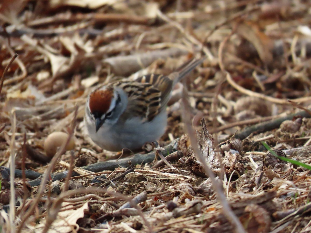 Chipping Sparrow - ML557223761