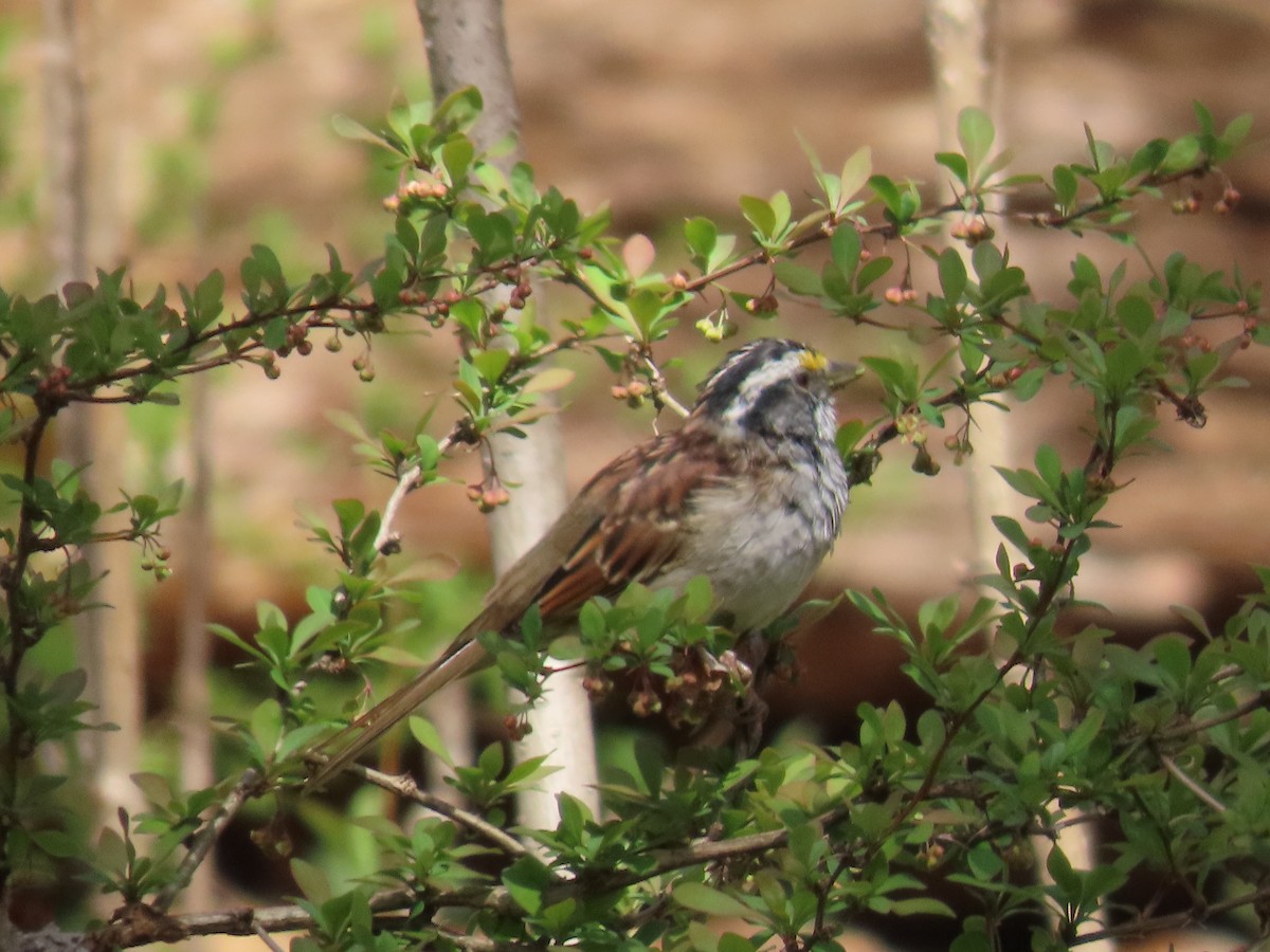White-throated Sparrow - ML557223841