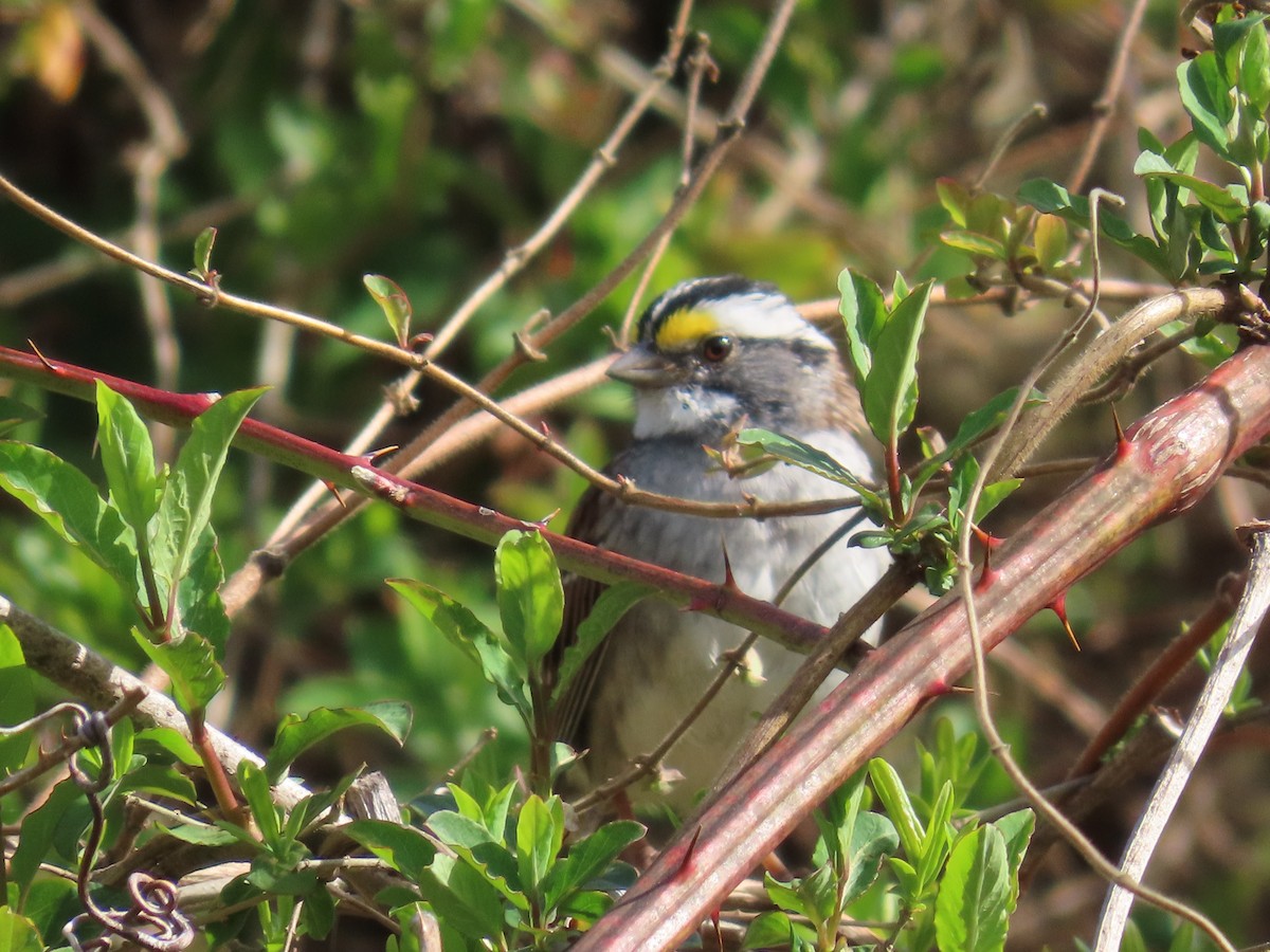 White-throated Sparrow - ML557223851
