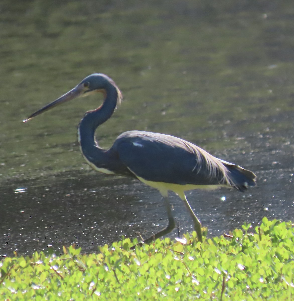 Tricolored Heron - ML557224301