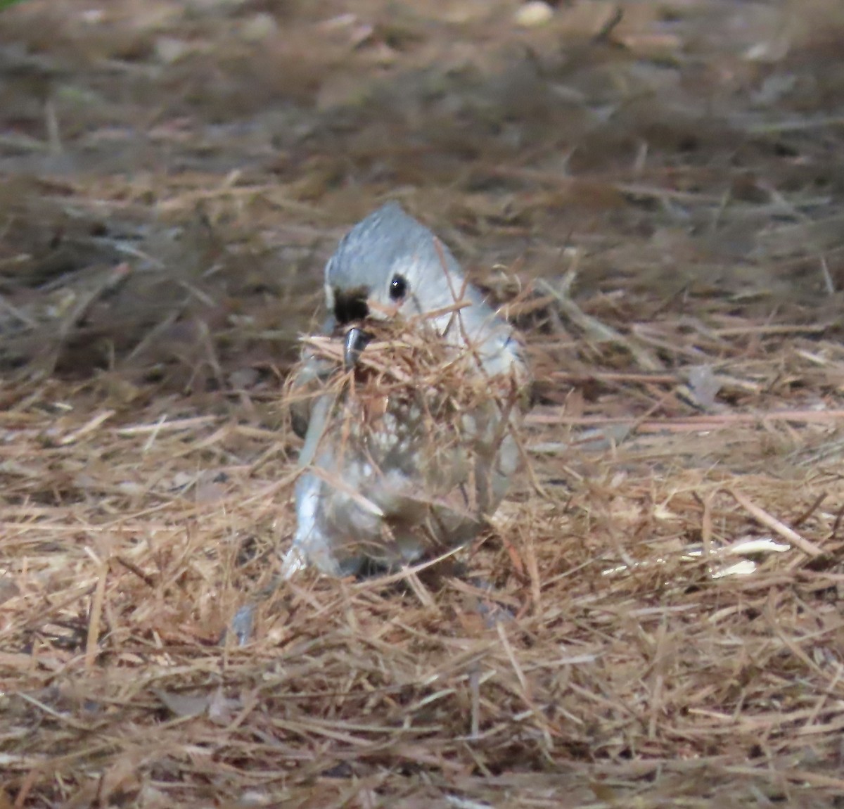 Tufted Titmouse - ML557224441