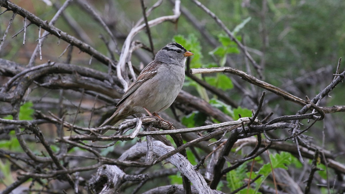 White-crowned Sparrow - ML557224561