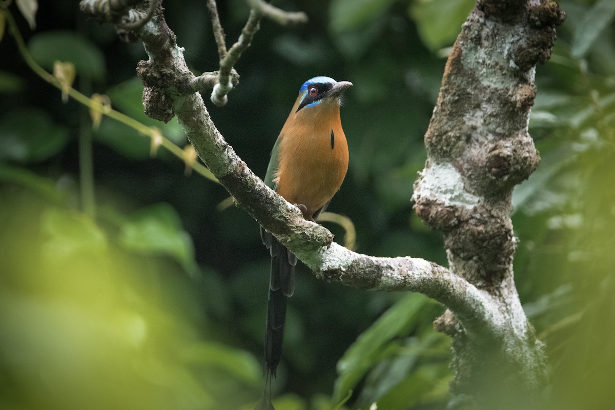 Amazonian Motmot - Warren Perez