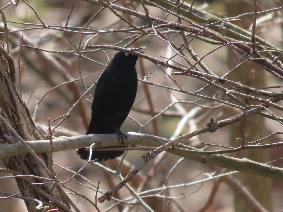 Rusty Blackbird - ML557225221