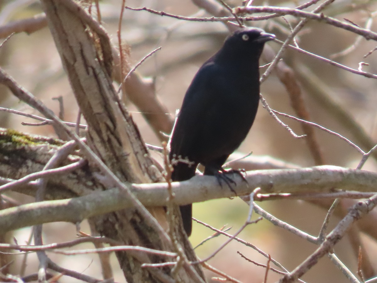 Rusty Blackbird - ML557225231