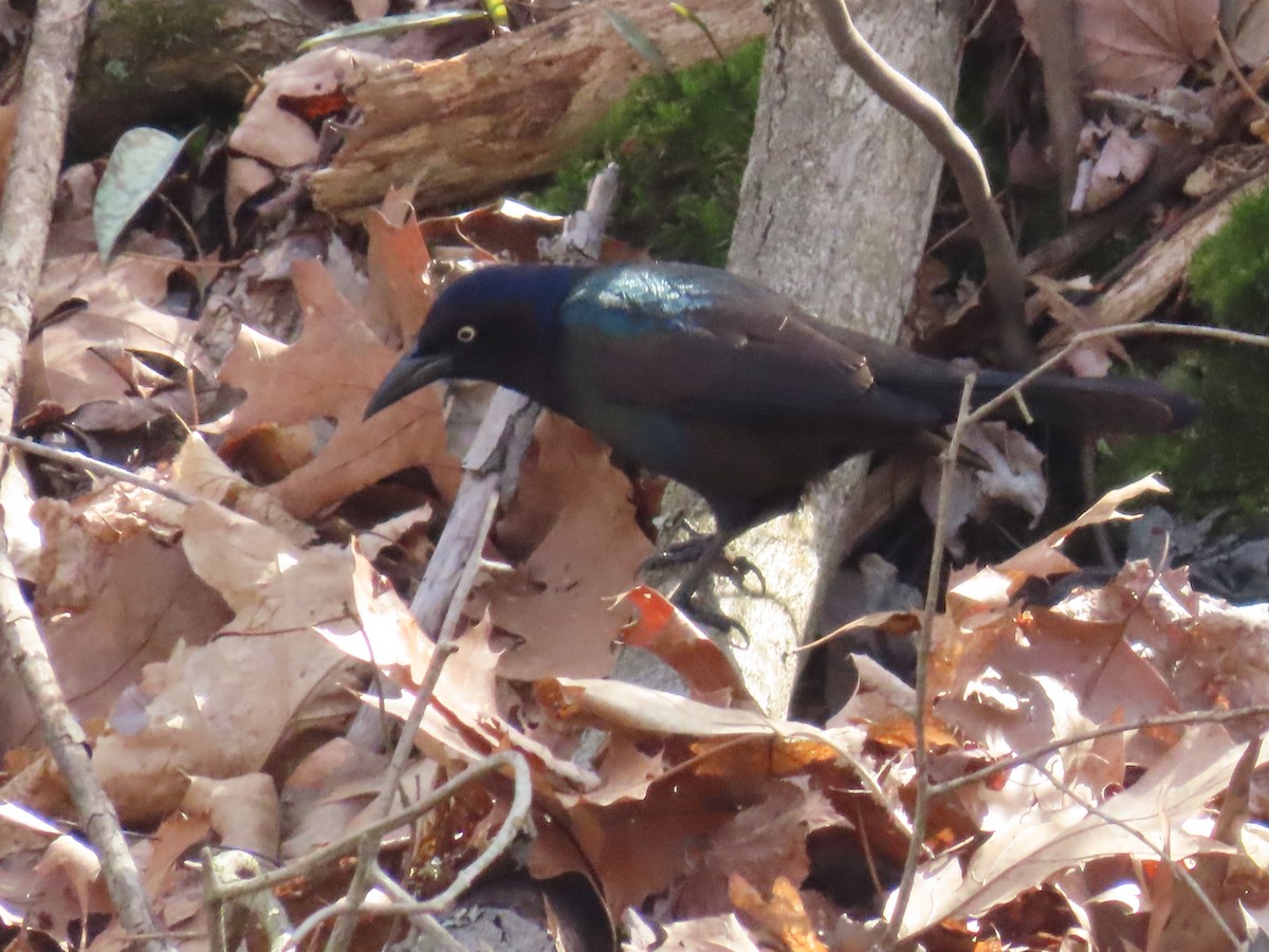 Common Grackle - Sandy Morrissey