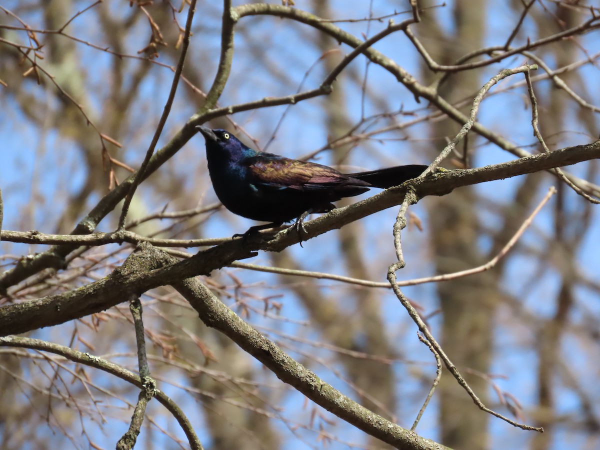 Common Grackle - Sandy Morrissey