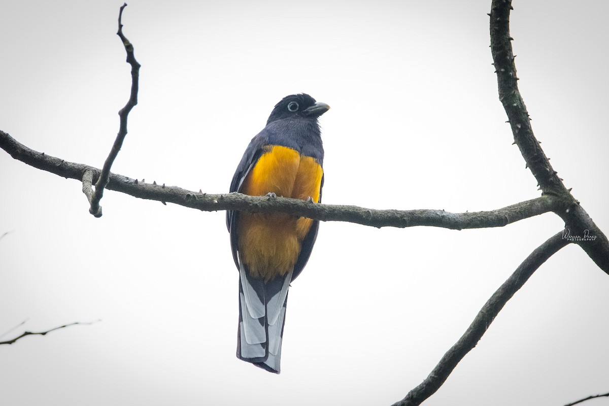 Green-backed Trogon - ML557225591