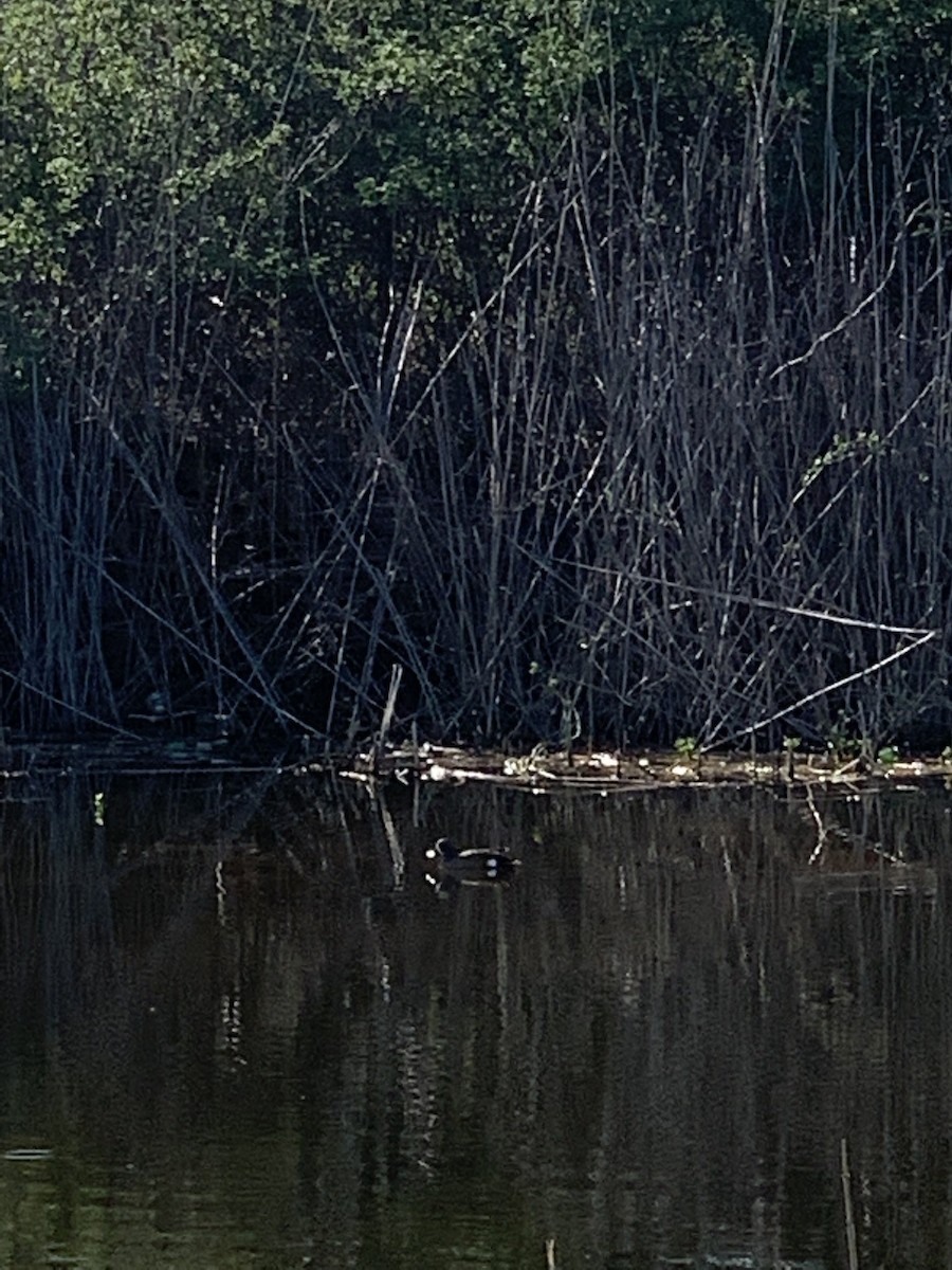 Blue-winged Teal - ML557225771