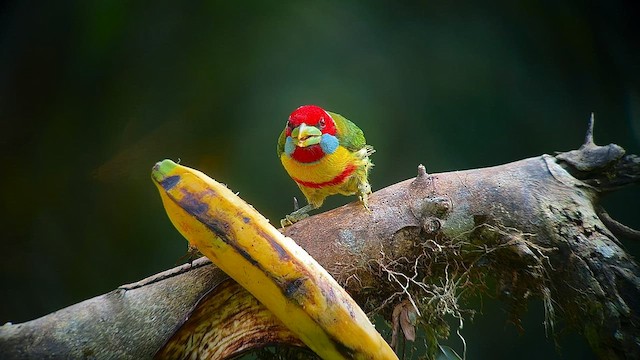 Versicolored Barbet - ML557225801