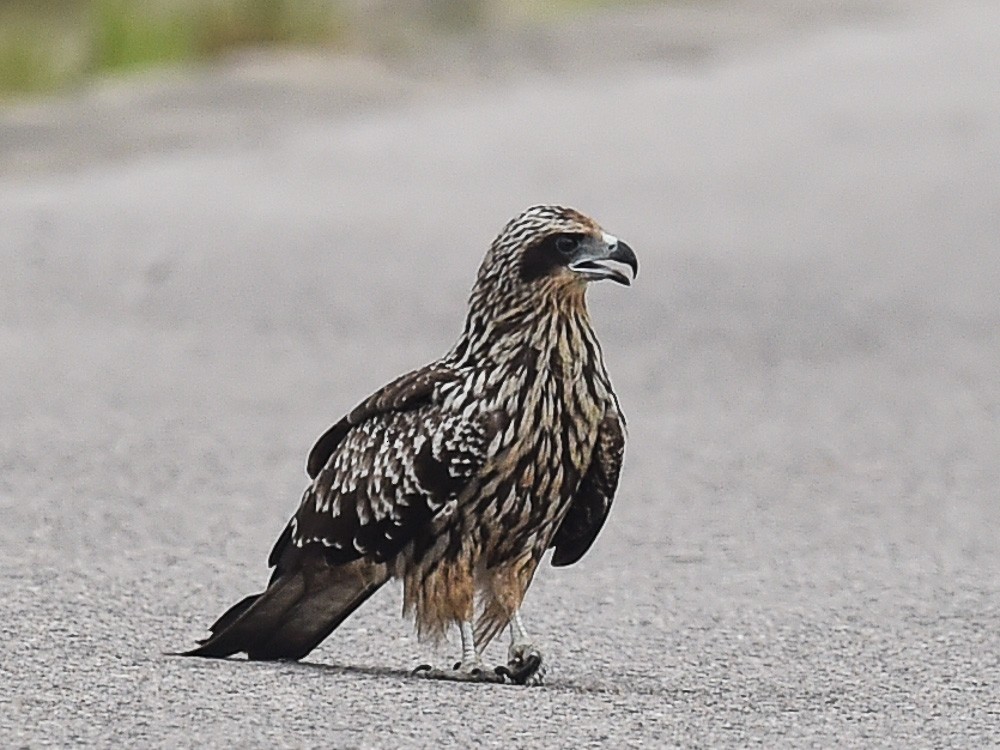 Black Kite (Black-eared) - ML557225921