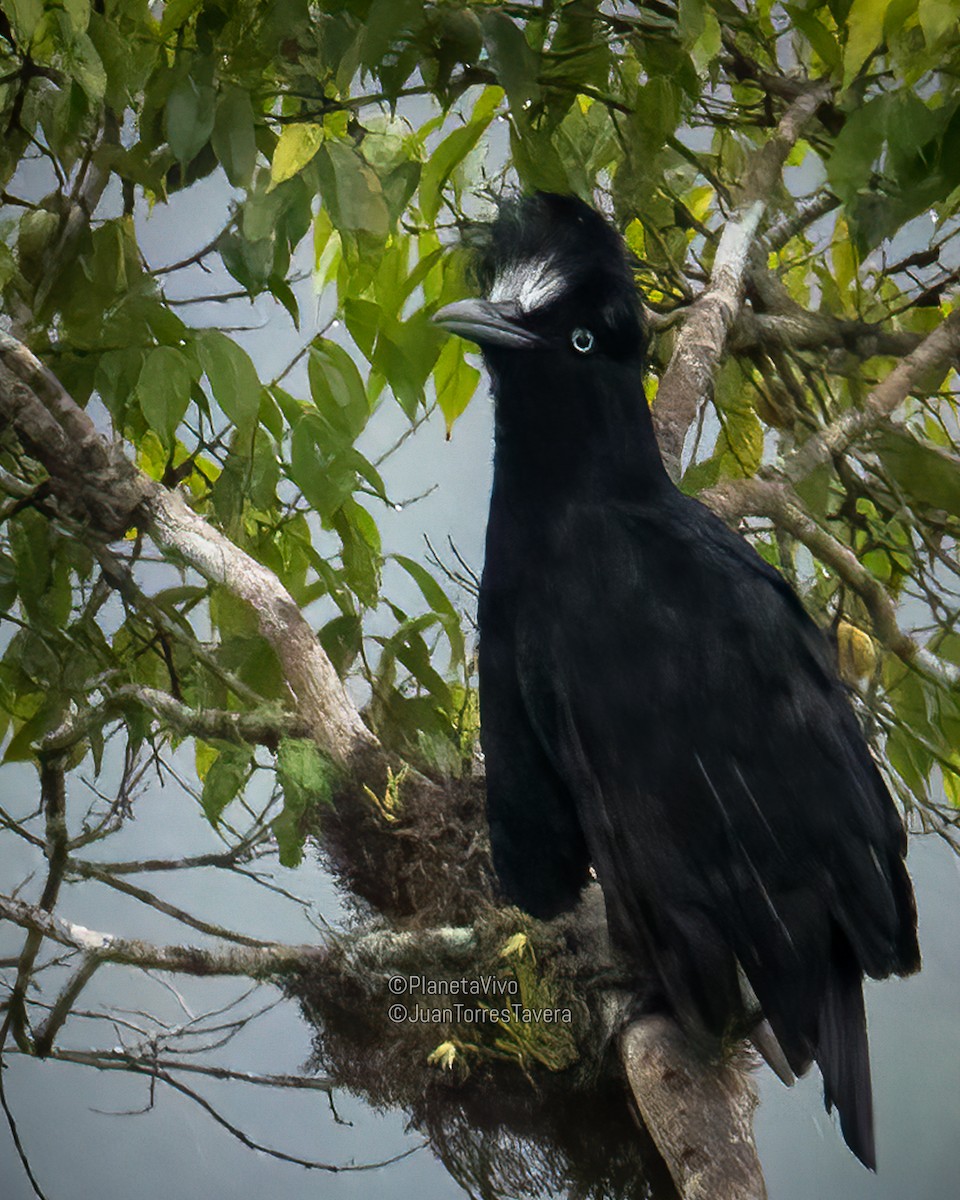 Amazonian Umbrellabird - Juan Torres Tavera