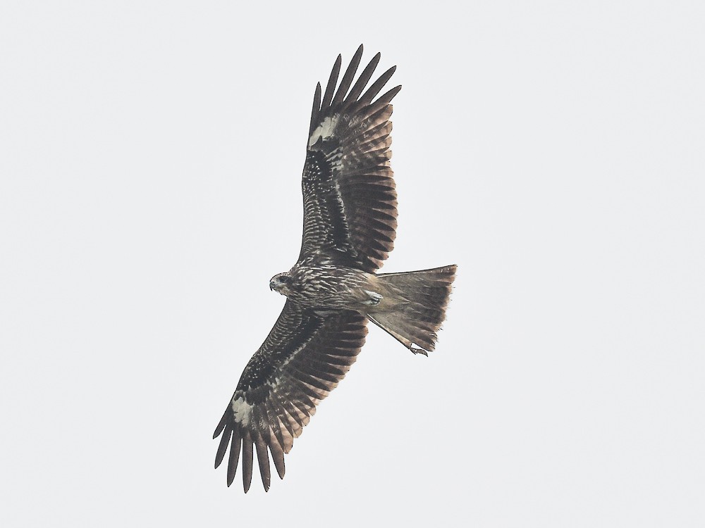 Black Kite (Black-eared) - ML557226571