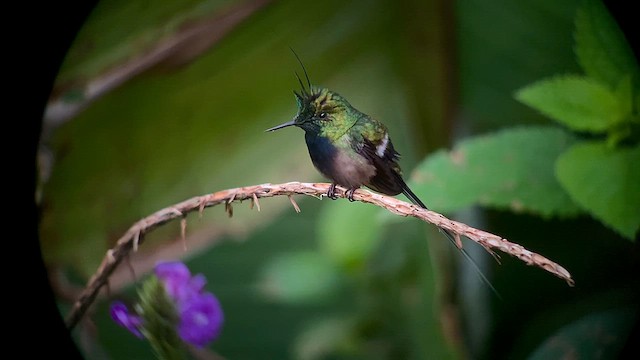 kolibřík ostrochocholatý - ML557226901