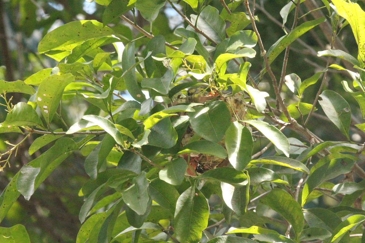 Vireo Piquigrueso - ML557227321