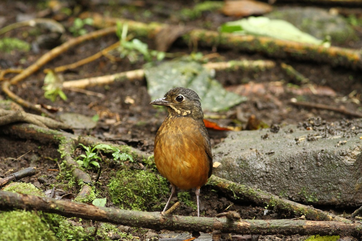 Scaled Antpitta - ML55722761