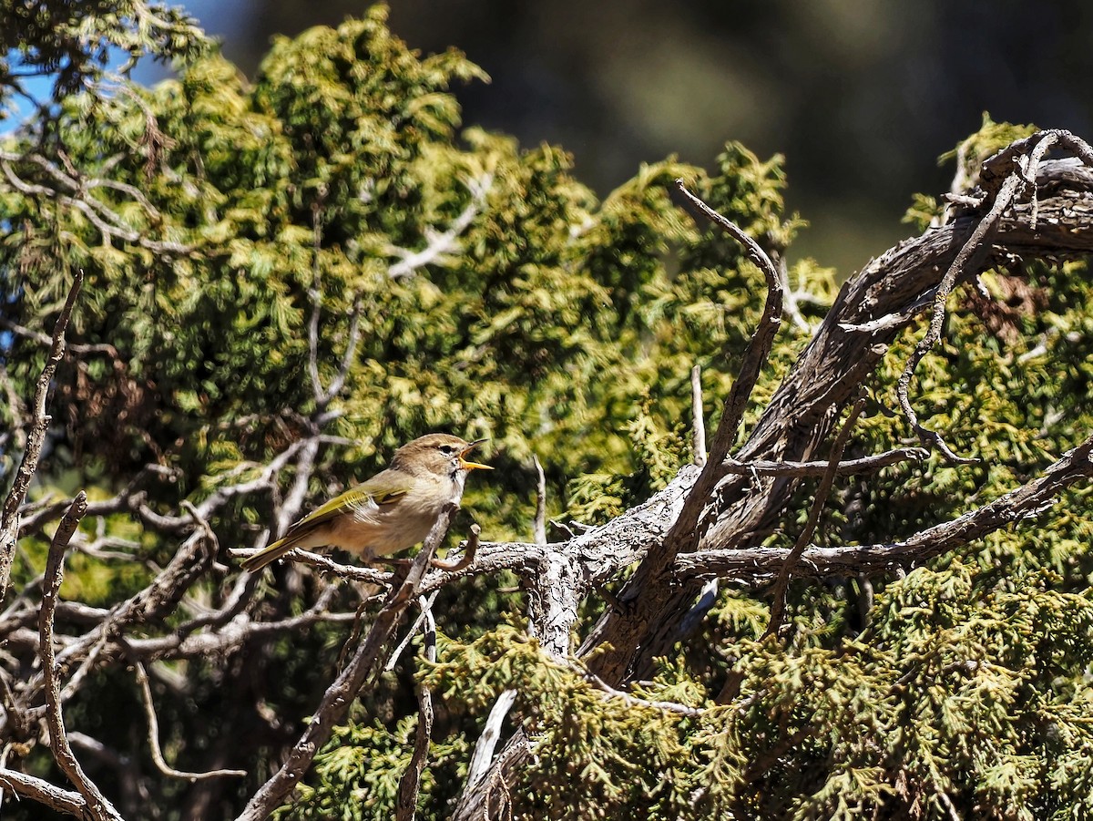 Brown Woodland-Warbler - ML557228131