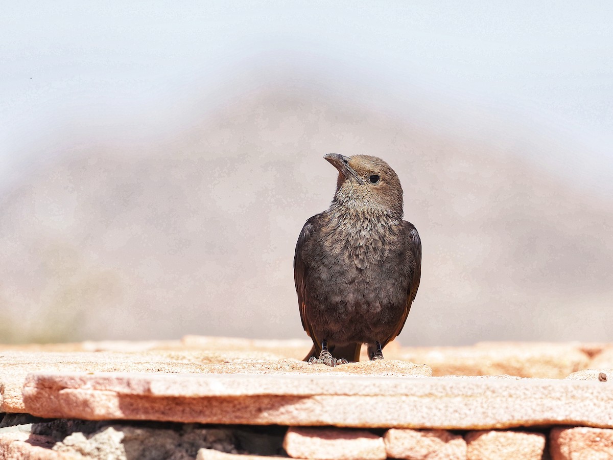 Tristram's Starling - ML557228841